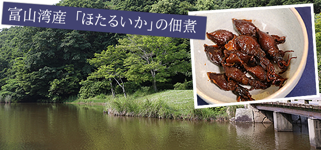 富山湾産「ほたるいか」の佃煮のご紹介