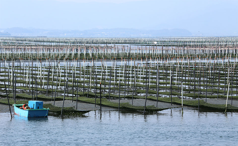 浜名湖で海苔の養殖
