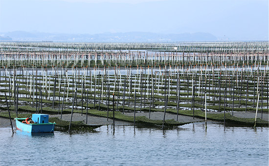 浜名湖で海苔の養殖